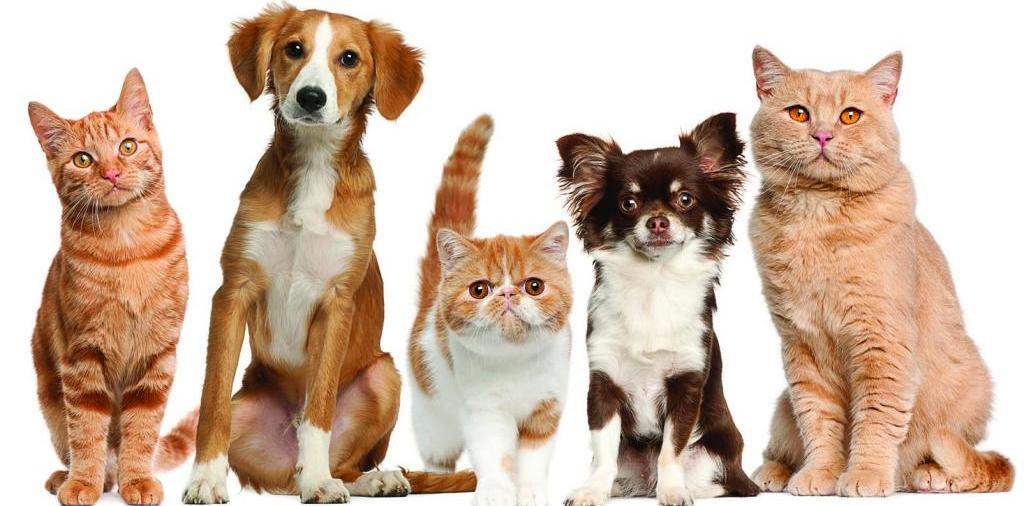 Доска объявлений о животных | ЗооТом - продажа, вязка и услуги для животных в Пошехонье