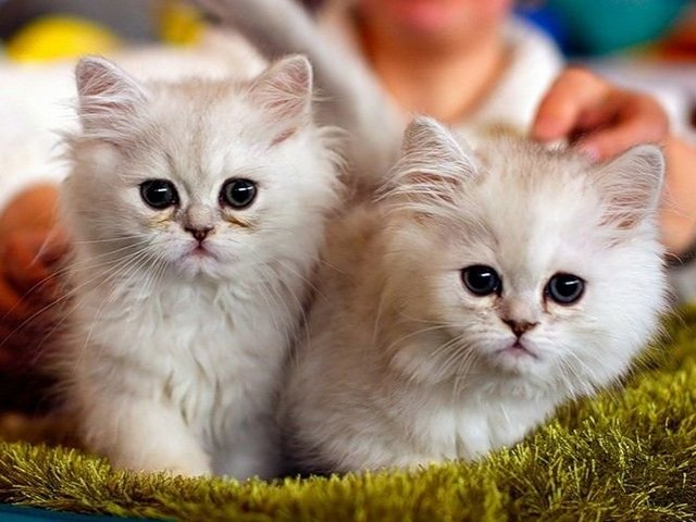 Породы кошек в Пошехонье | ЗооТом портал о животных