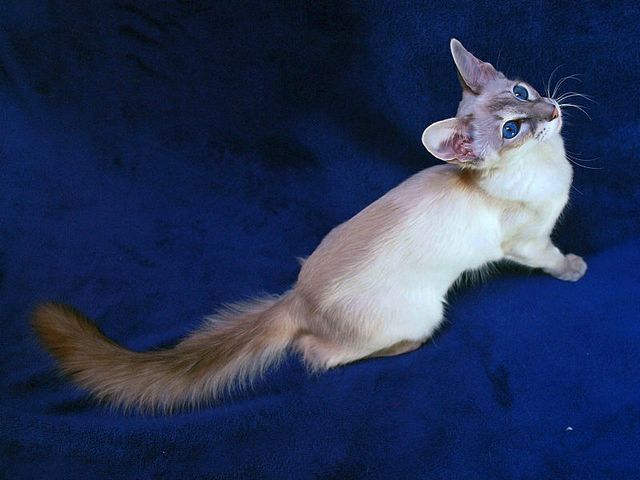 Выведенные породы кошек в Пошехонье | ЗооТом портал о животных