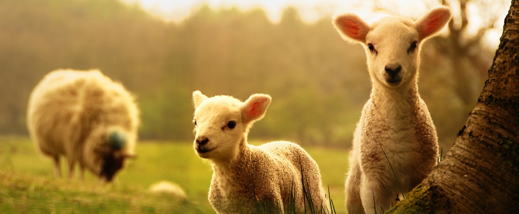 Объявления о сельскохозяйственных животных | ЗооТом - продажа, вязка и услуги для животных в Пошехонье