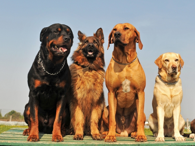 Крупные породы собак в Пошехонье | ЗооТом портал о животных
