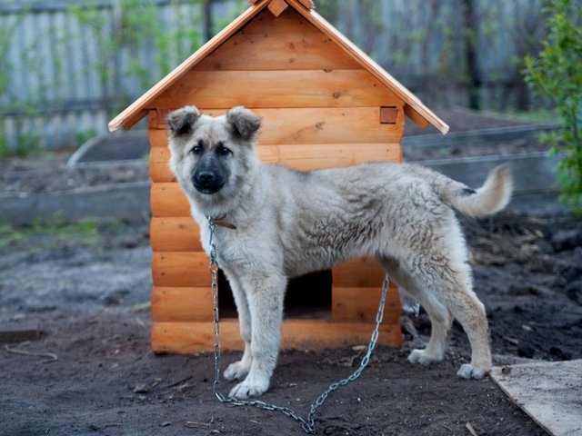 Все о собаках в Пошехонье Все о собаках в Пошехонье